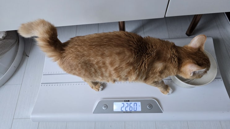  모카 FIP - 체중 2260g 오늘은 이동 동선이 확 넓어졌다