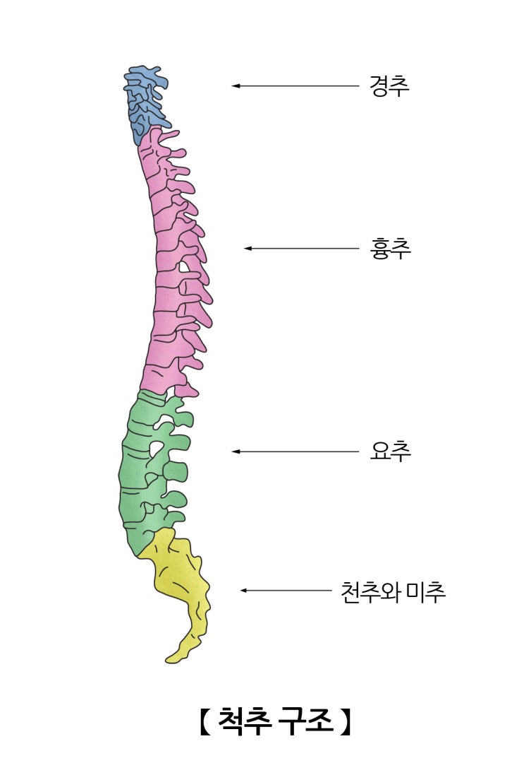 [춘천필라테스] 필라테스아나토미 (파워하우스와 척추)