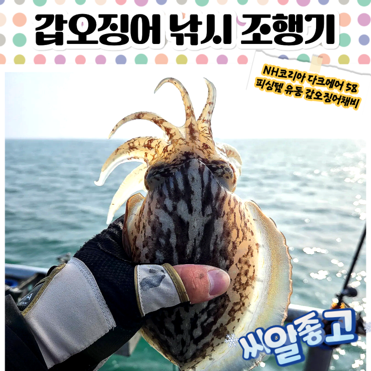  갑오징어 낚시 NH코리아 다크에어 58 장원 조황