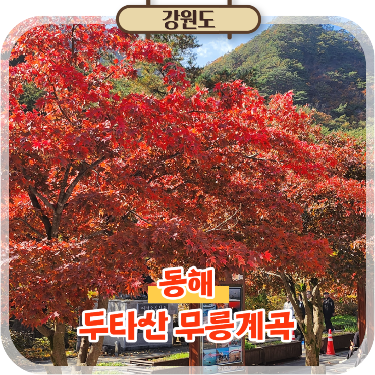  강원도 동해 두타산 무릉계곡 단풍명소, 실시간 지금이 절정!