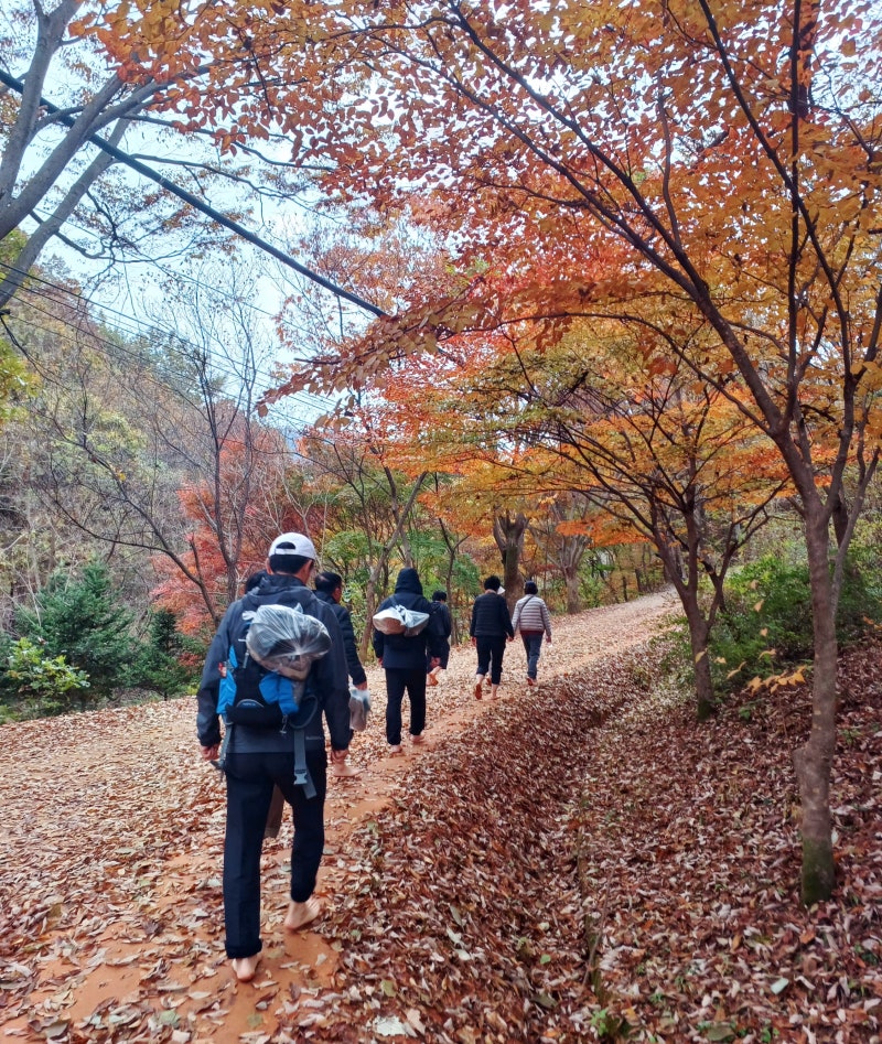 【충남 걷기】대전 꼭 가볼만한 곳 - 계족산 황톳길 맨발걷기/장동산림욕장/걷기대회