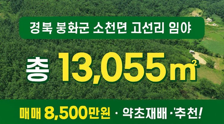  경북 봉화군 소천면 고선리 임야 총 13,055 매매 8,500만원! 초특급 약초재배·임업경영 추천 부지 완벽 분석