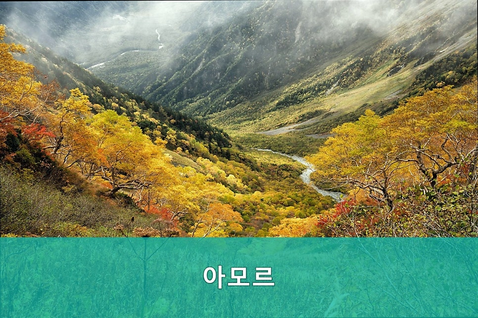 아모르 사진 2