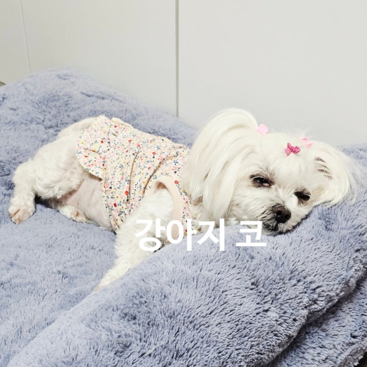  강아지 코로 알아보는 건강 신호, 꿍이의 코가 말해주는 이야기