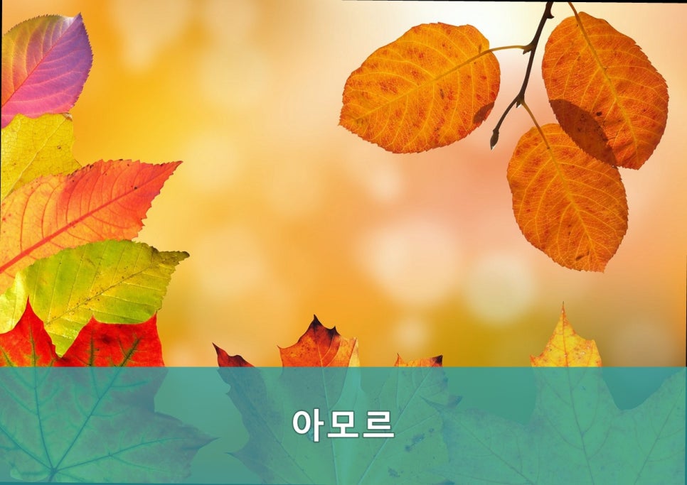 아모르 사진 5