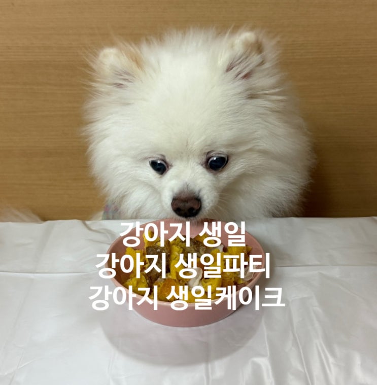  강아지 생일 파티 준비부터 감동의 순간까지, 밤비의 따뜻한 생일 이야기