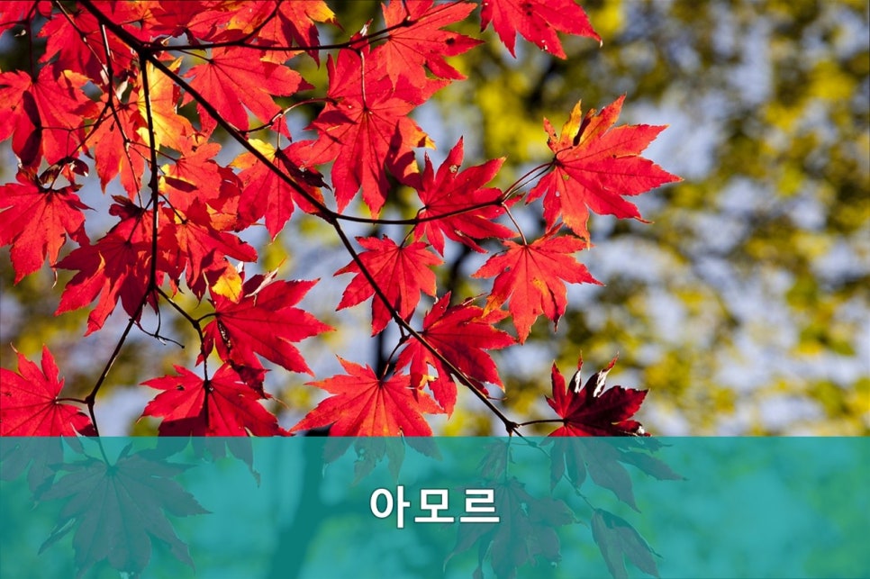 아모르 사진 4