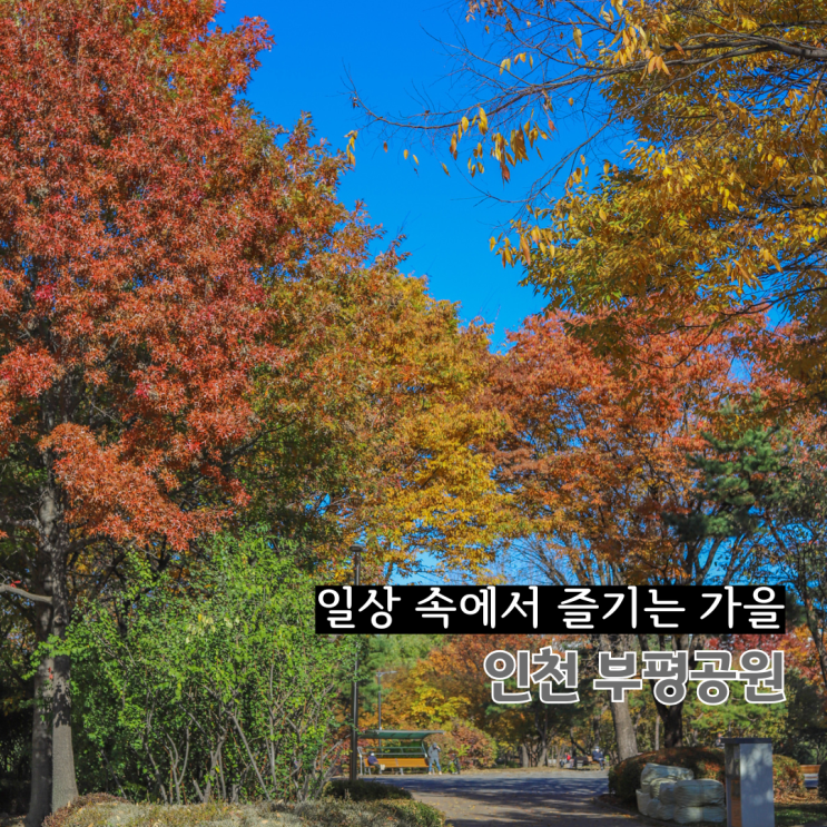  인천 단풍명소 부평공원 은행나무 가을나들이