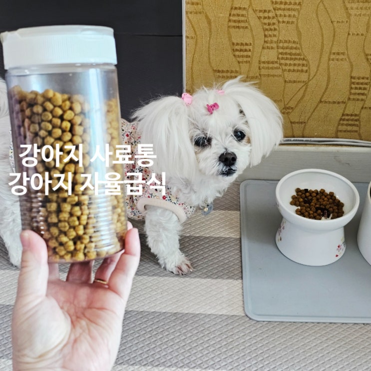 강아지 사료통 하나로 자율급식이 쉬워진 꿍이의 하루