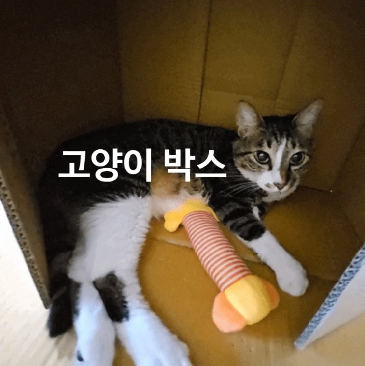  고양이 박스, 왜 이렇게 좋아할까? 수박이의 귀여운 박스 사랑 이야기