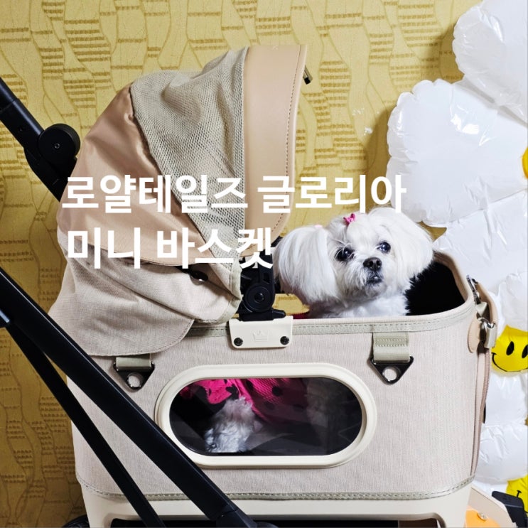  “드디어 나왔다!” 로얄테일즈 글로리아 미니 바스켓 첫 공개