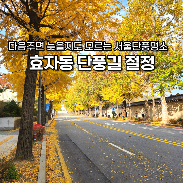  효자로단풍 은행나무길 실시간 경복궁돌담길 사진팁 서촌데이트