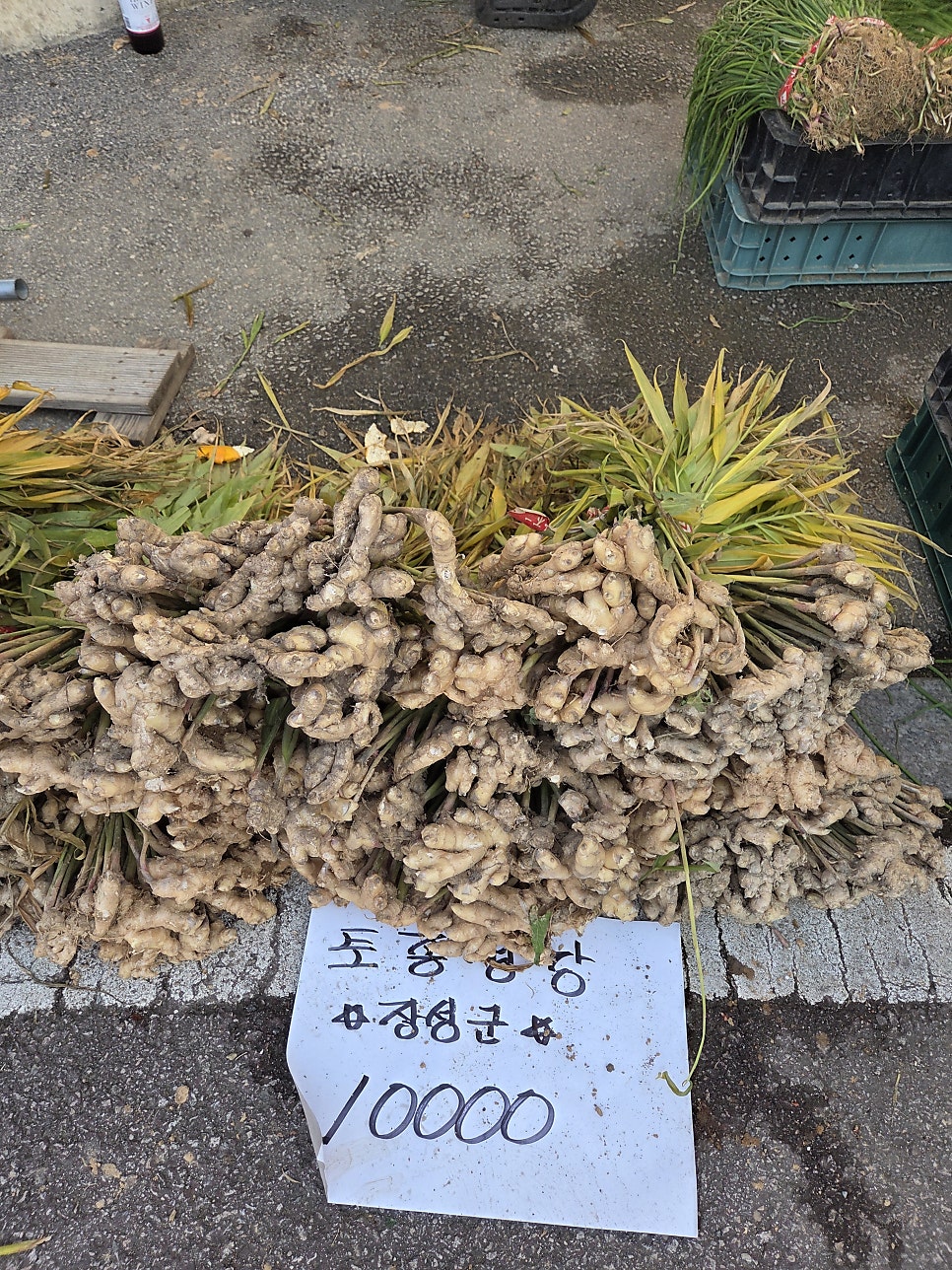 낙지한마당 사진 4