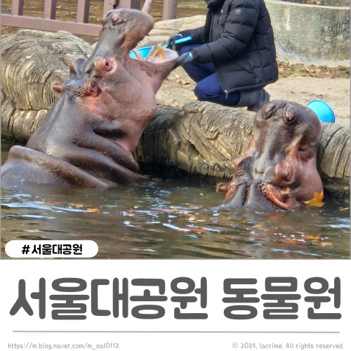 내부수리일정 하마먹이주기 <b>아기호랑이 설호</b>는 11월11일 공개