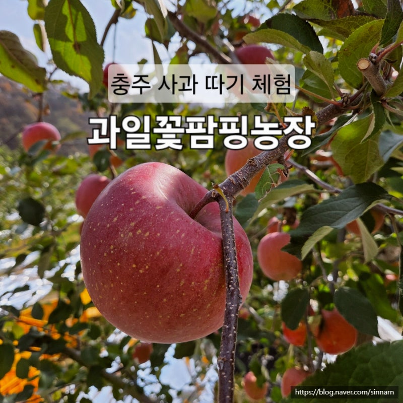 충주 사과따기체험 카페과일꽃팜핑농장 가족체험으로 추천