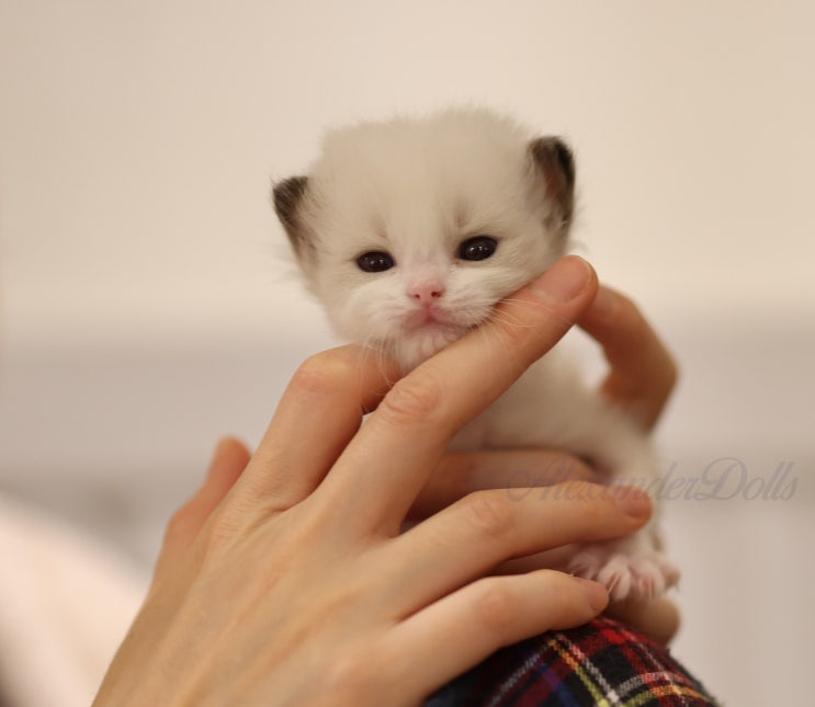  랙돌 아기 고양이 3주차 성장일기 | 첫 걸음과 이유식의 시작