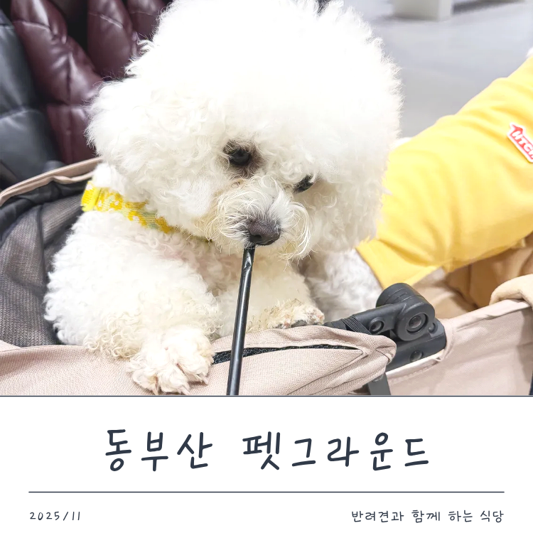 기장 동부산 롯데아울렛 강아지동반 펫그라운드 식당