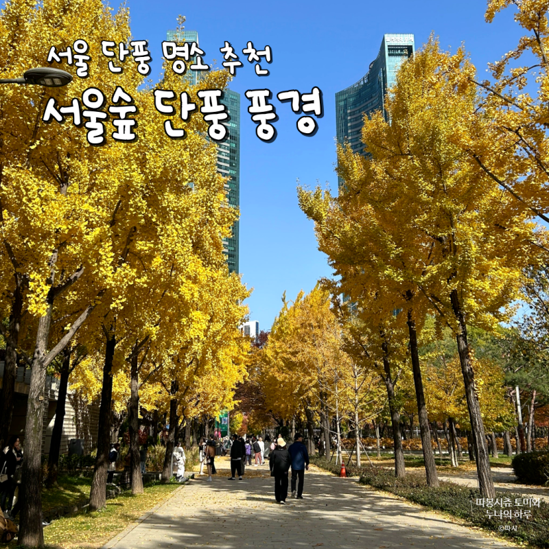 서울숲 단풍 실시간(25/11/09)  서울 단풍구경명소 (+ 공영주차장 정보)