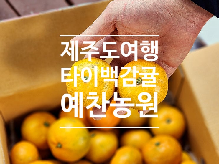  제주도감귤 타이백 겨울 귤 택배 예찬농원 추천