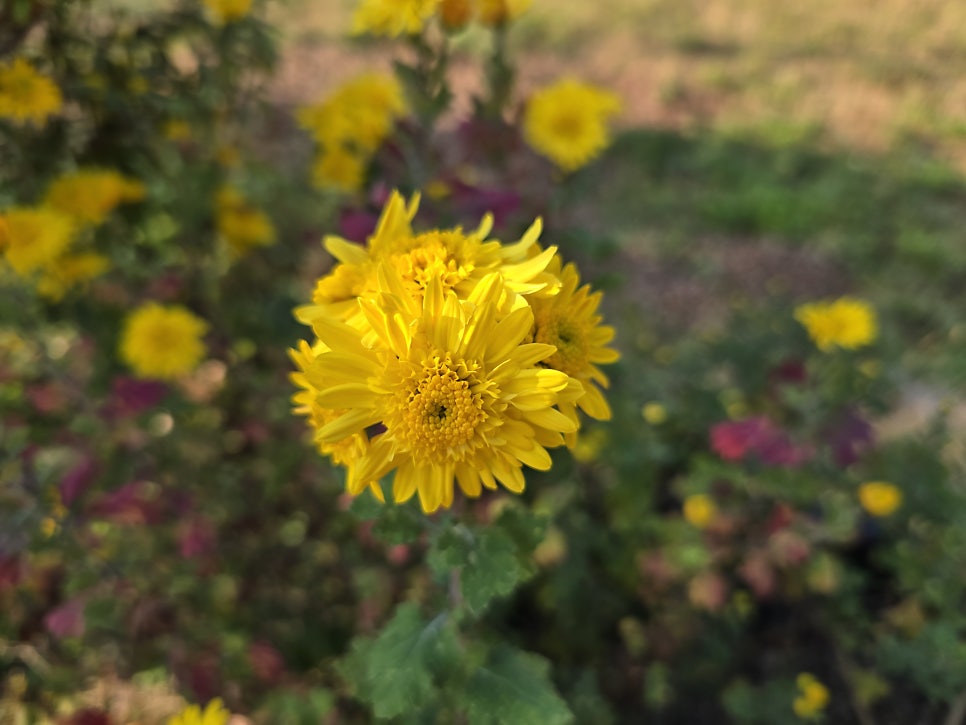 감봉산 사진 6