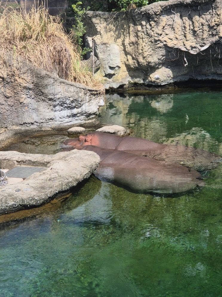  덴노지동물원 입장권 정보 및 후기 오사카 아이랑 여행 필수코스