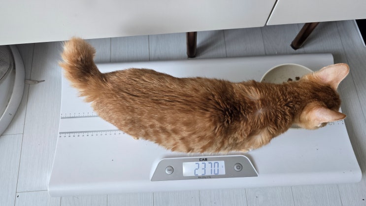  고양이 복막염 치료 체중 회복 속도는 지금 당장 올려야 하는 구간