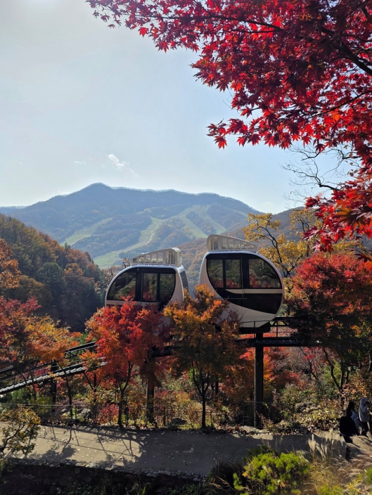  [경기/광주] 곤지암 화담숲 입장권 모노레일 가격 예약 | 2025년 실시간 단풍