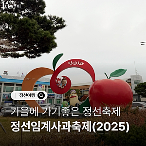 2025년 정선임계사과 축제 다녀온 후기