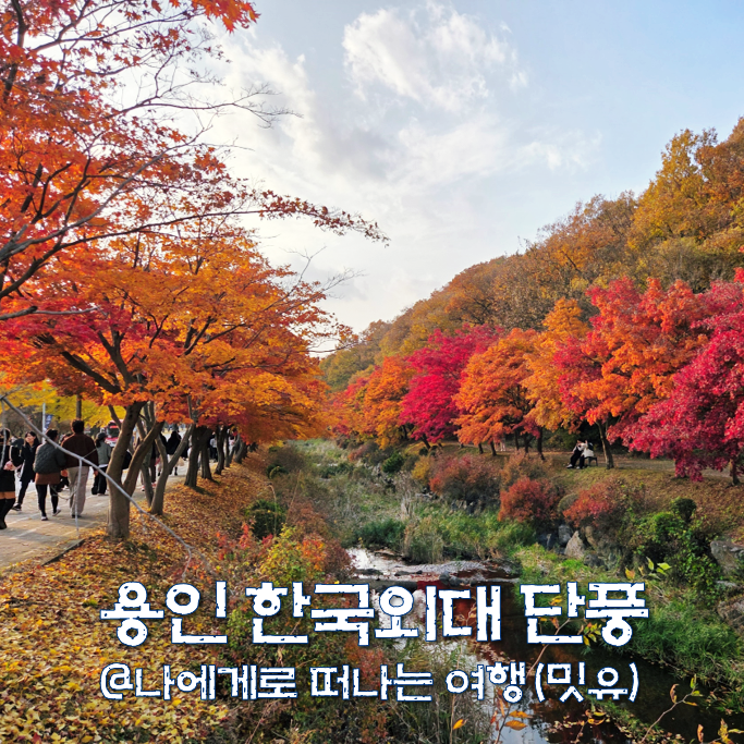  용인 한국외국어대학교 명수당 단풍, 곤지암 화담숲 못지않네?