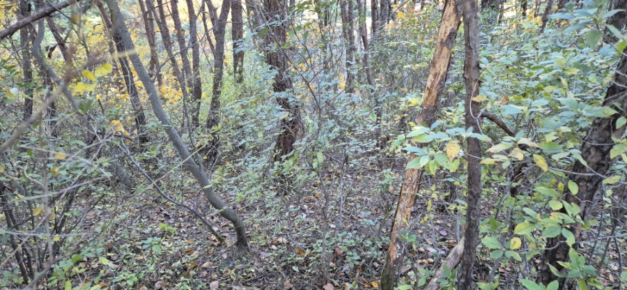 밤무골산 사진 3