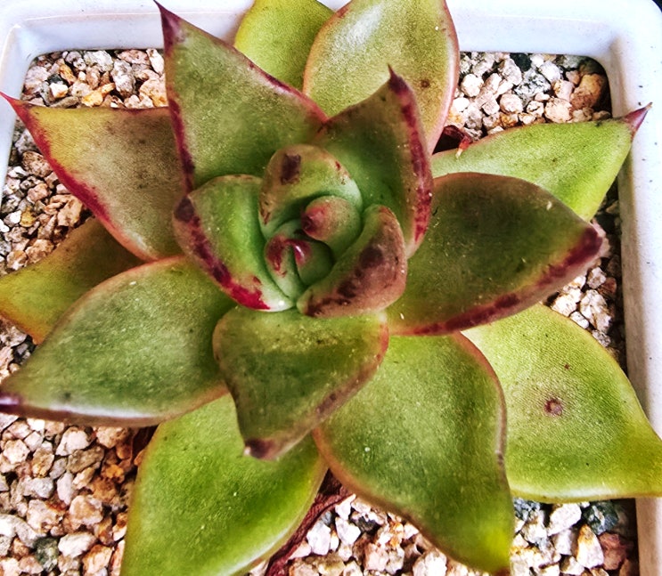  20251110 곰마리아, 틸란드시아