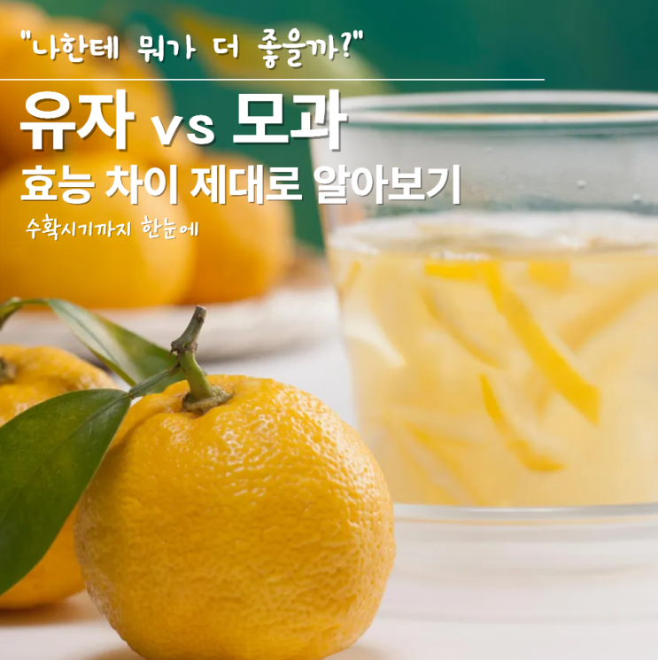  유자 유자청 효능 수확시기 모과 차이?