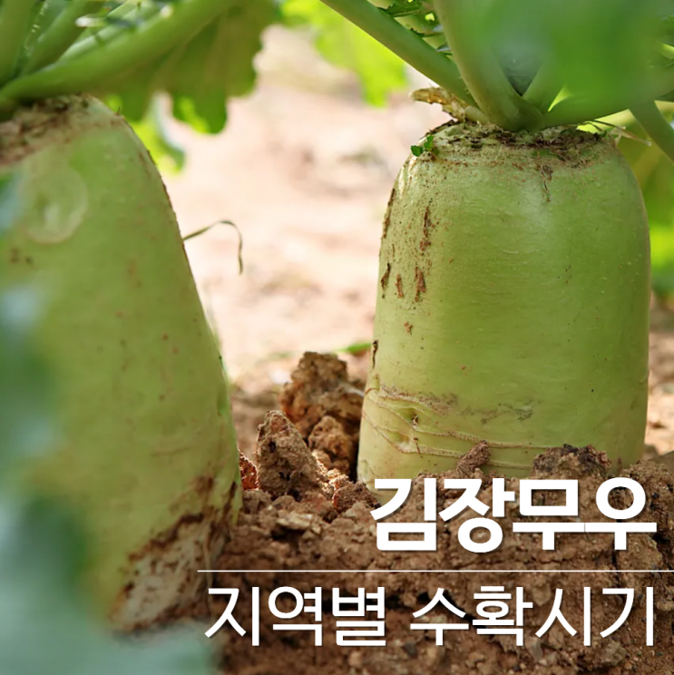  김장무우 수확시기 보관법 지역별