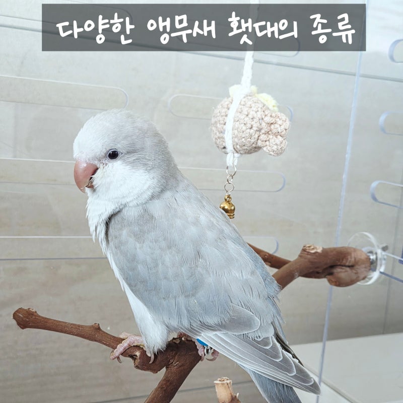 앵무새 횃대(횟대), 종류별 특징과 가격정보