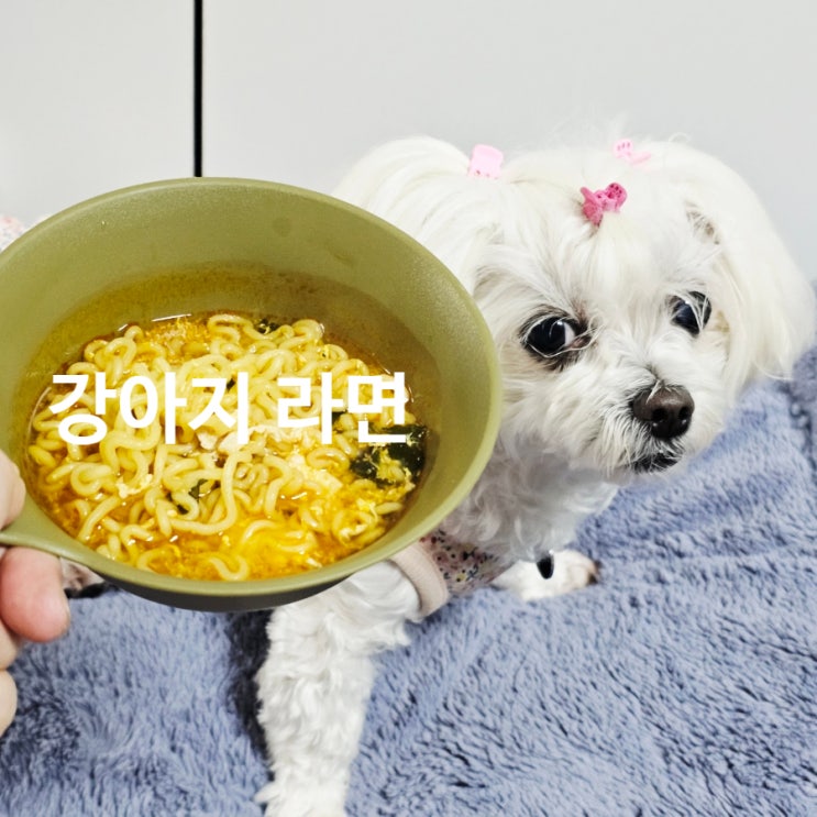  강아지 라면 절대 주면 안 돼요