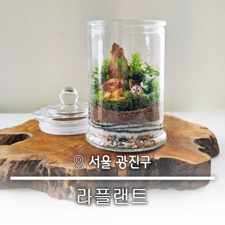  건대 반려식물 식집사를 위한 특별한 홈가드닝 테라리움클래스 라플랜트