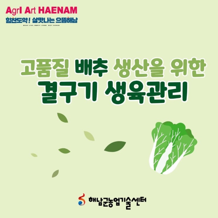  고품질 배추 생산을 위한 결구기 생육관리