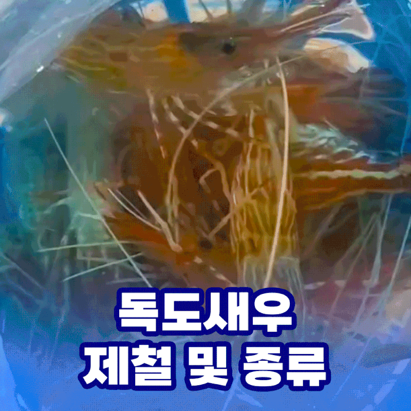 독도새우 제철과 종류 (+독도새우회 먹는방법)