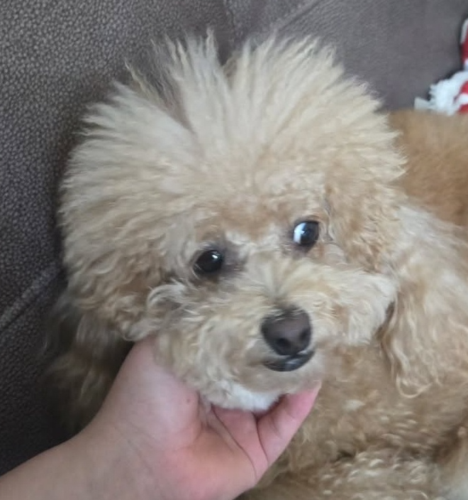룰루랄라애견미용실
