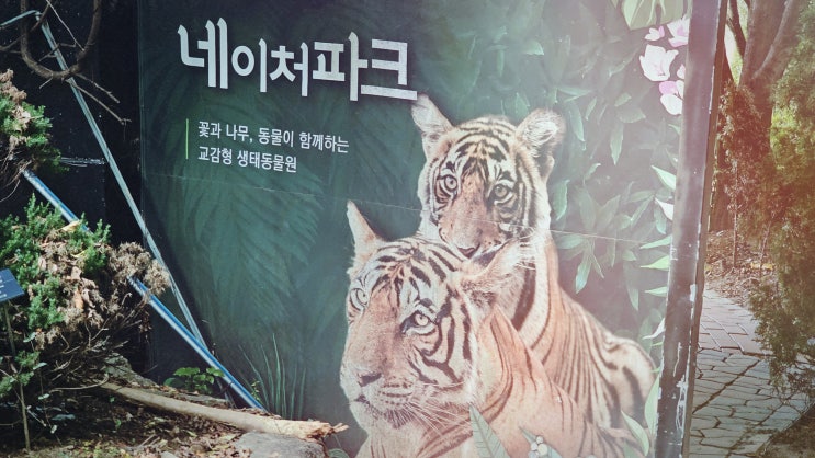  호랑이를 만나러 간 길, 부산근교 동물원 대구 네이처파크_하이에나 백사자 흑곰 등 맹수존 후기