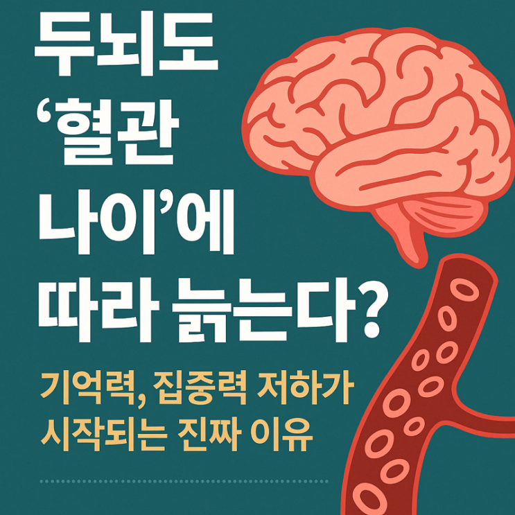   두뇌도 ‘혈관 나이’에 따라 늙는다?