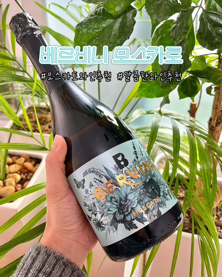  달달한 와인 추천 베르비니 모스카토 버블이 풍부한 스파클링 초보자도 마시기 좋은와인