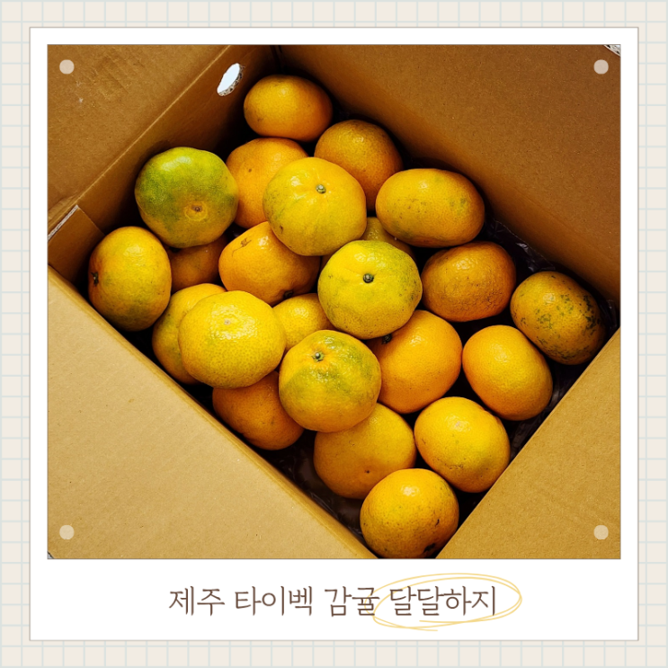  제주 타이벡 감귤 맛있는 곳 추천 달달하지
