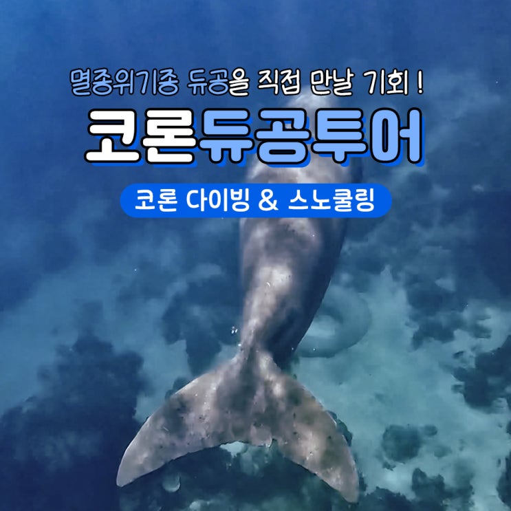  필리핀 코론 여행 듀공투어 다이빙 스노쿨링