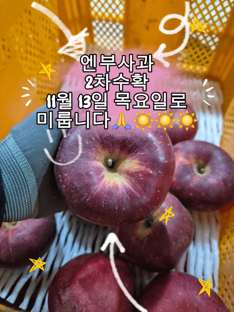  엔부사과 2차 수확 하루 미룸! — 더 맛있는 사과를 위해 