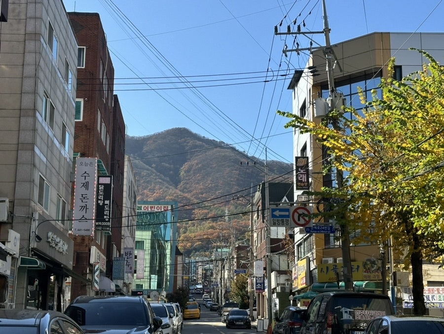 보우야 사진 2