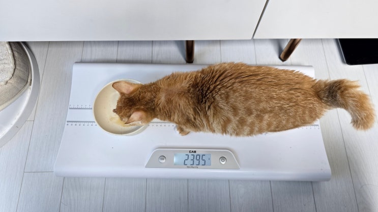  FIP 신약 치료 - 발작 후 컨디션 롤러코스터 같은 하루