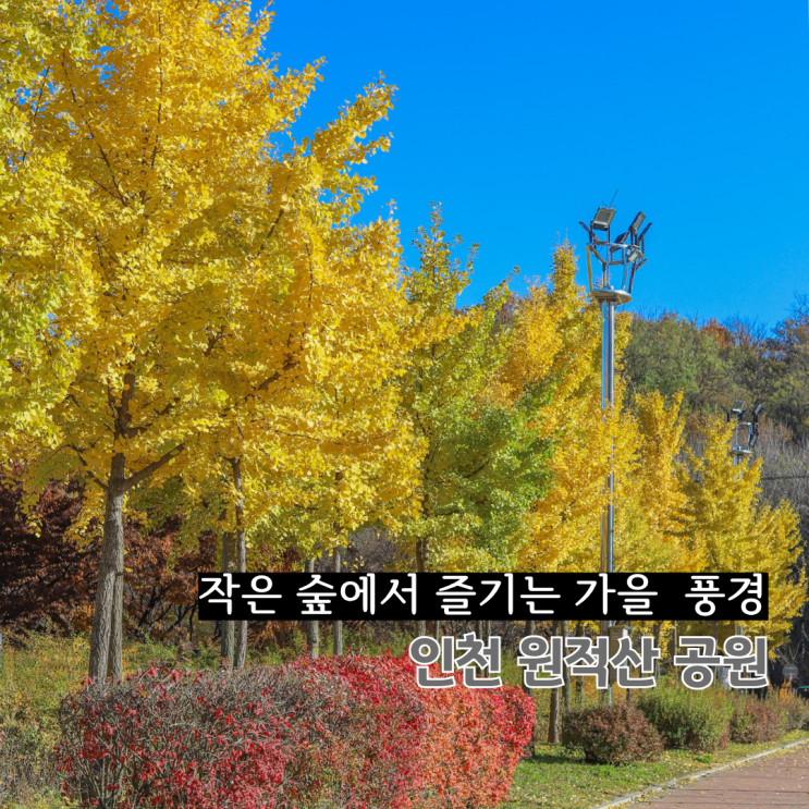  인천 은행나무 단풍명소 부평 원적산공원 작은 숲 가을풍경