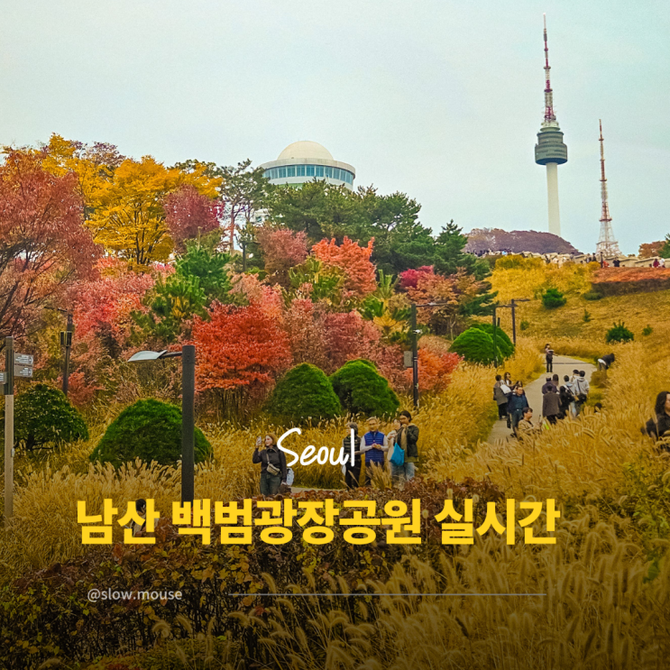  이번 주 지나면 사라질 백범광장공원 단풍 실시간 현황
