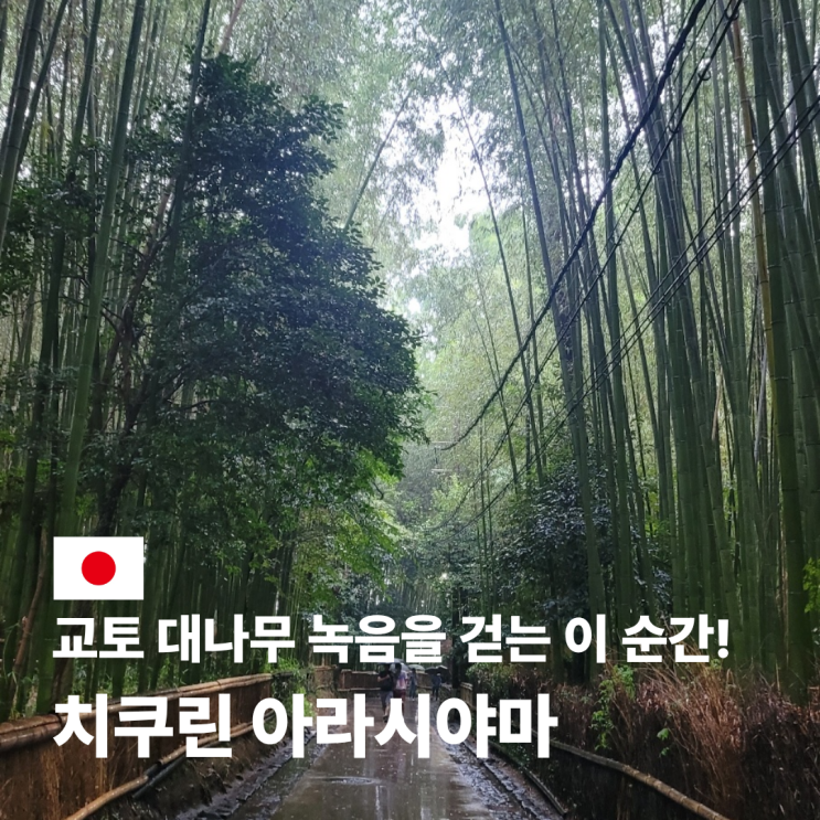  교토 치쿠린 아라시야마 대나무숲 가는 법 입장료 시간